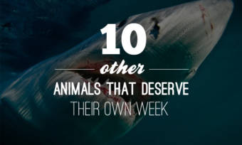 10-other-animals-that-deserve-their-own-week