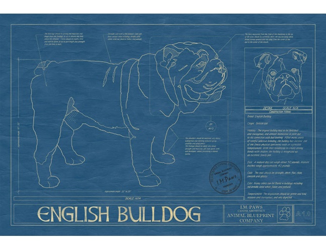 animal-blueprints-bulldog