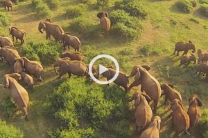 Remarkable Drone Footage of a Kenyan Safari