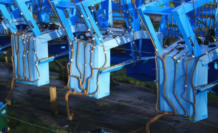 Trees Grown Into Furniture