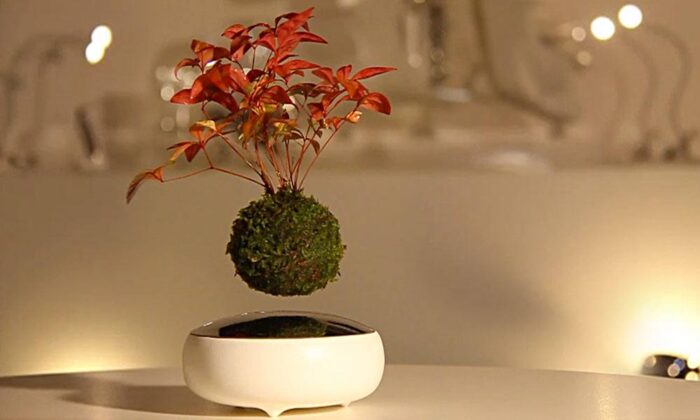 Air Bonsai Floating Plants