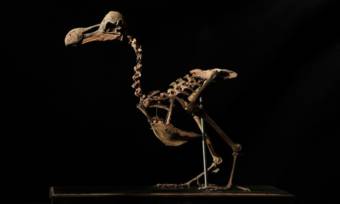 dodo-bird-composite-skeleton