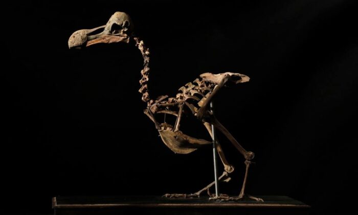 dodo-bird-composite-skeleton