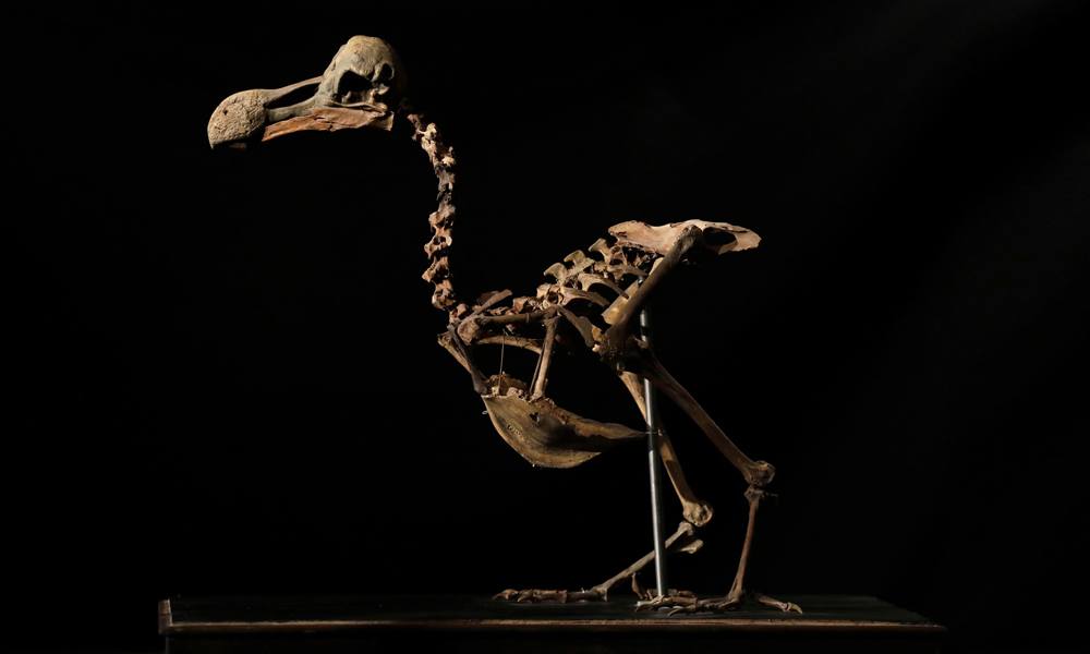 Dodo Bird Composite Skeleton