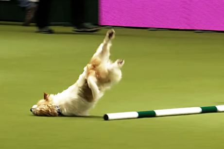 Olly-the-Jack-Russell-is-Way-Too-Excited-for-Competitions