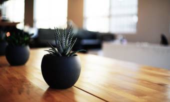 Desk-Plants-that-Will-Bring-Some-Life-to-Your-Office