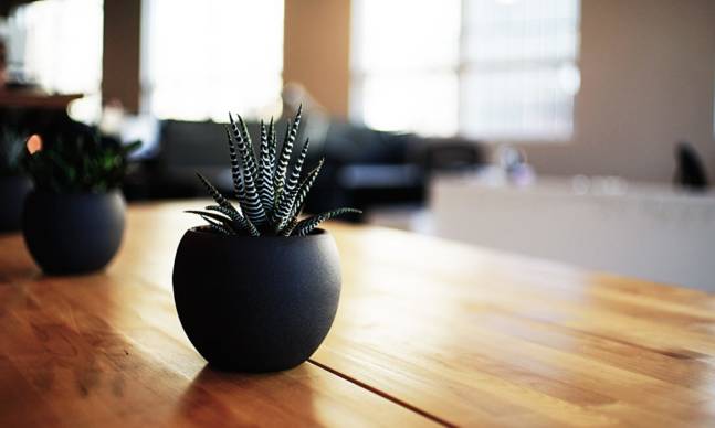 Desk Plants that Will Bring Some Life to Your Office