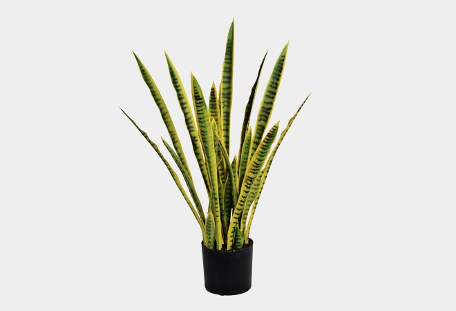 Desk Plants Will Bring Life To Your Office Cool Material