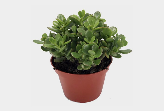 Desk Plants Will Bring Life to Your Office | Cool Material