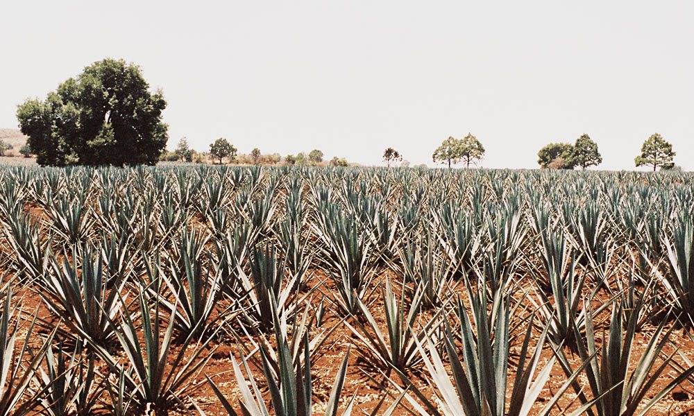 A-Few-Days-with-Altos-Tequila-from-Arandas-to-Mexico-City