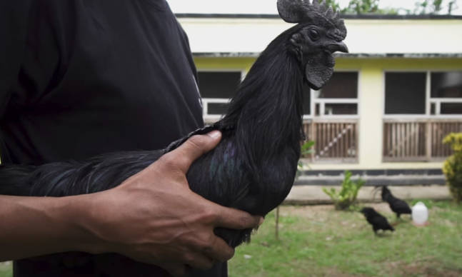 This Chicken Is Entirely Black, From Beak to Bone