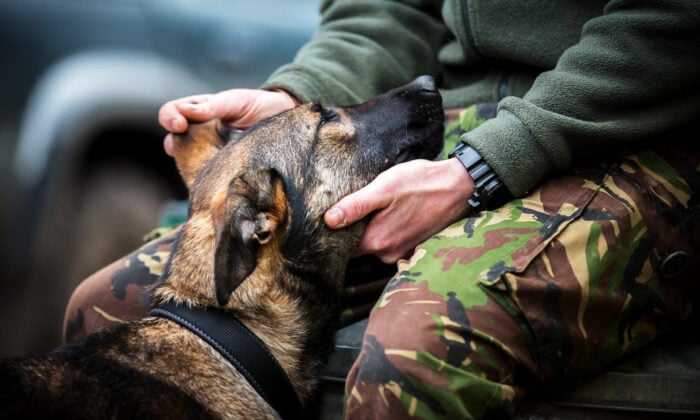 Kennel-Club-Dog-Photographer-of-the-Year-Winners-2