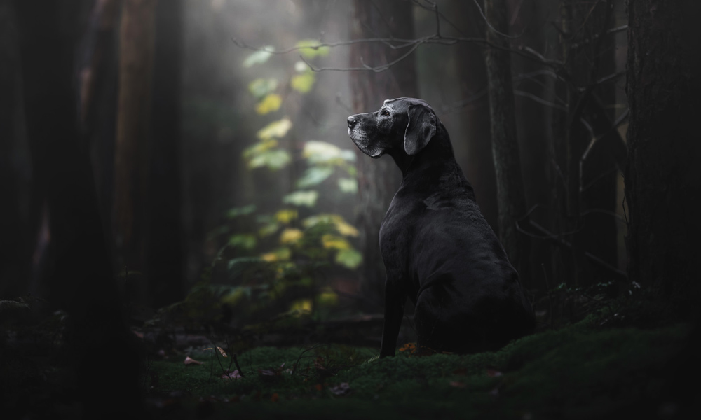 Kennel-Club-Dog-Photographer-of-the-Year-Winners-3