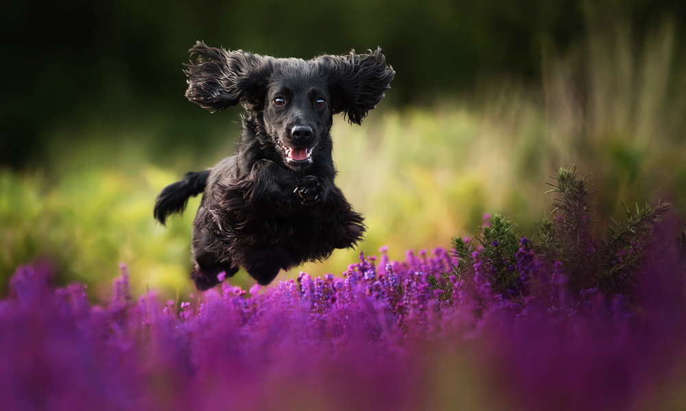Kennel-Club-Dog-Photographer-of-the-Year-Winners-5
