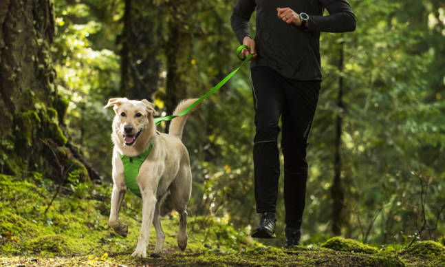 7 Better Dog Leashes