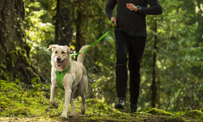 7-Better-Dog-Leashes-header