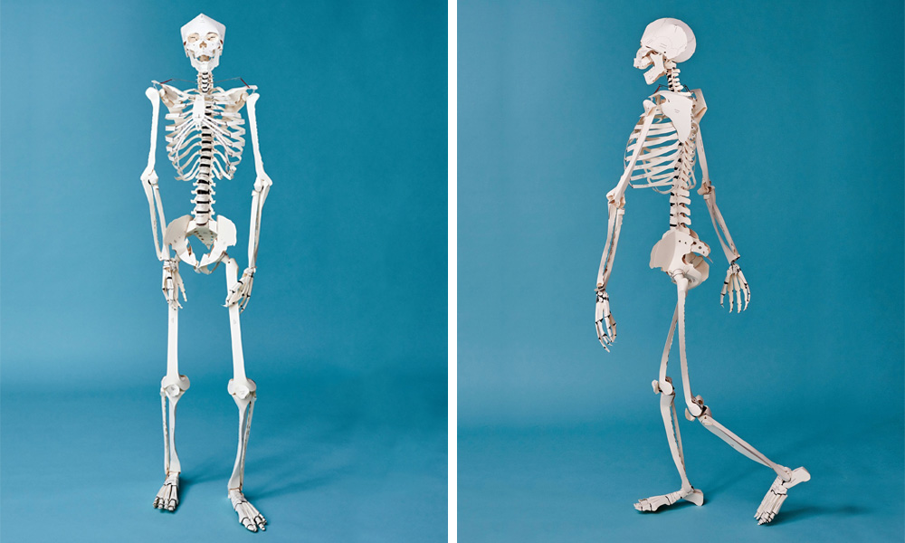 Build-a-Life-Size-Paper-Skeleton-with-Taschens-Latest-Book-3