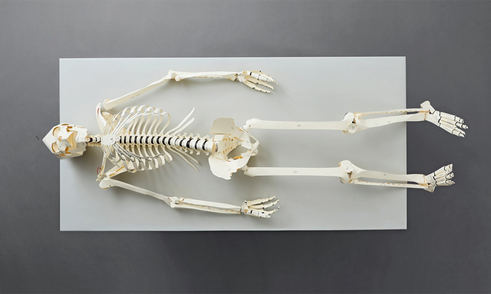 Build-a-Life-Size-Paper-Skeleton-with-Taschens-Latest-Book-4