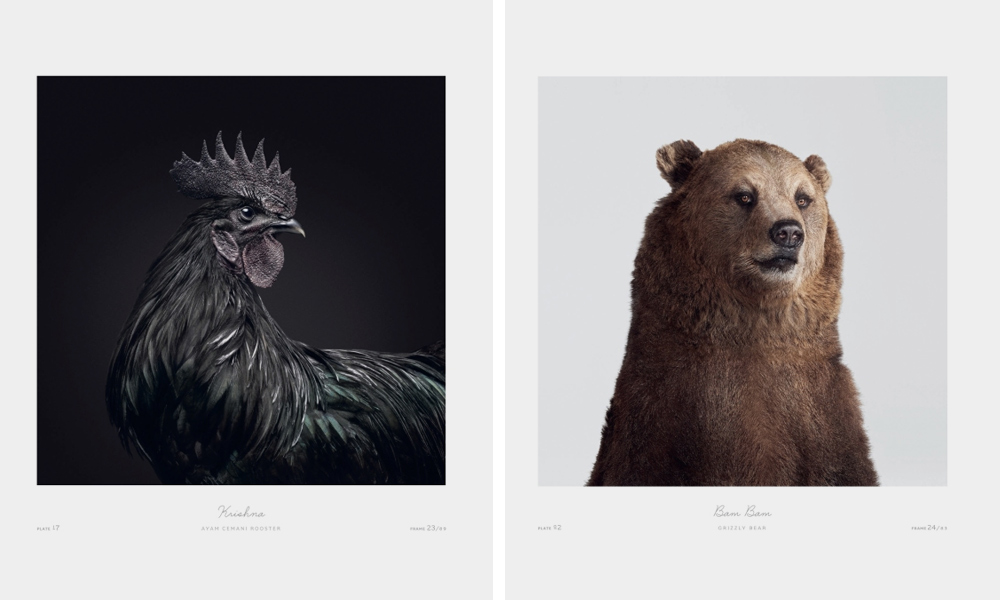 The-Animal-Kingdom-A-Collection-of-Portraits-6
