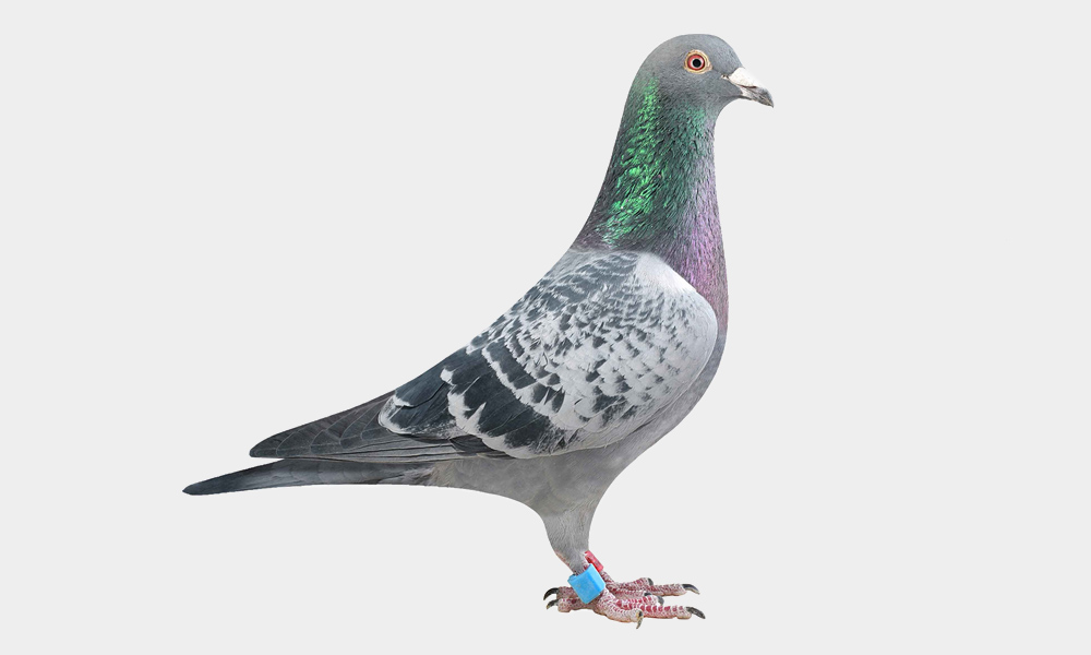 Armando Is the Most Expensive Pigeon Ever Sold in an Online Auction