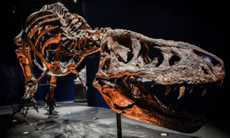 Worlds-Largest-T-Rex-Was-Unearthed-in-Canada