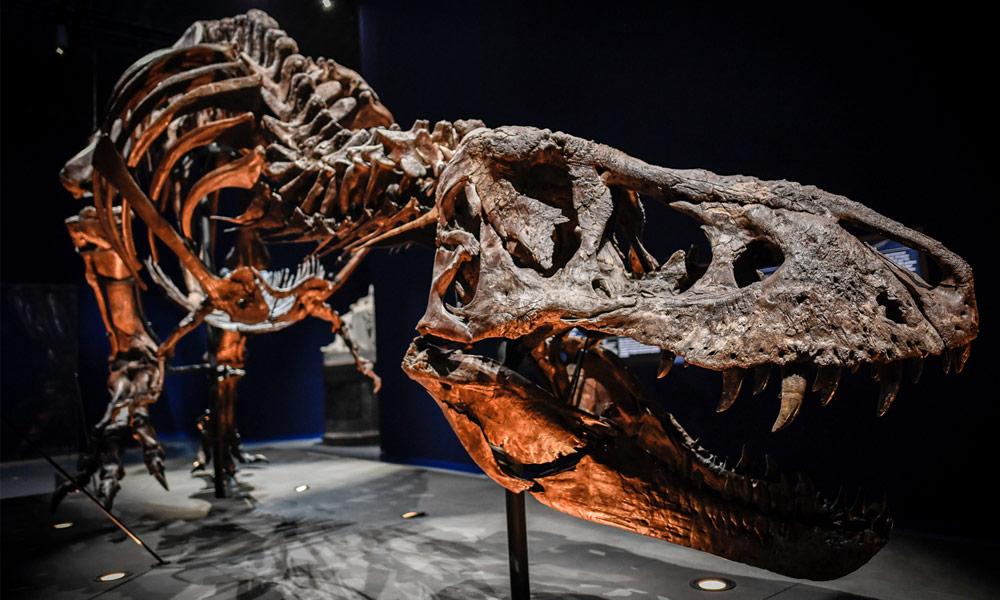 The World’s Largest T-Rex Was Unearthed in Canada