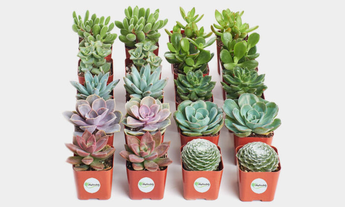 Assorted-Collection-of-20-Live-Succulent-Plants