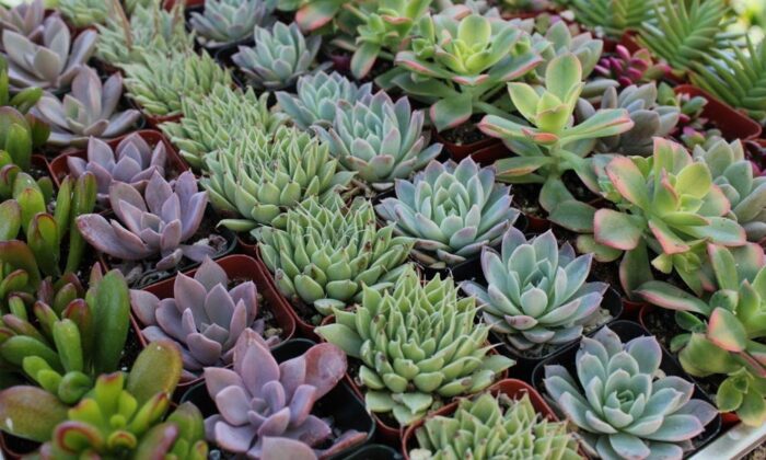 Shop-Succulents-Collection-of-20-Plants