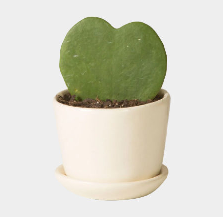 Hoya-Heart-Plant