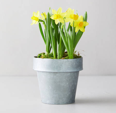 Terrain-Tete-a-Tete-Daffodil-Bulbs