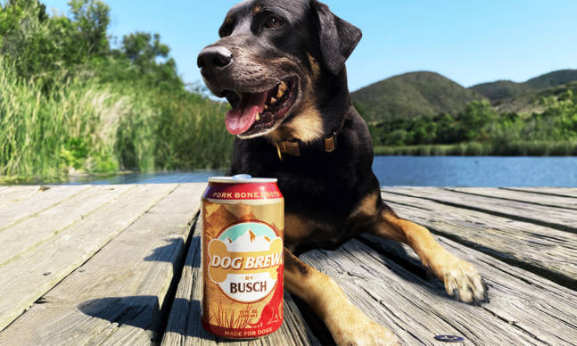 Busch Made a New Beer Just for Your Dog