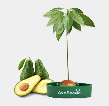 Avocado-Tree-Growing-Kit