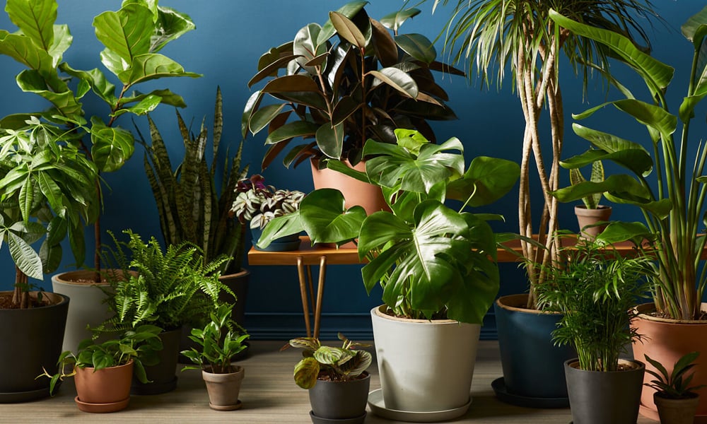Where to Buy Indoor Plants Online