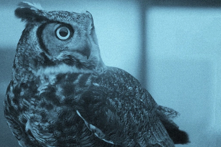 NIght-Owl