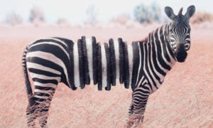 Zebra-IG