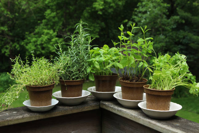 plant a herb garden