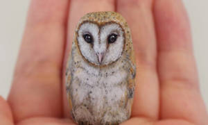 Owl-IG