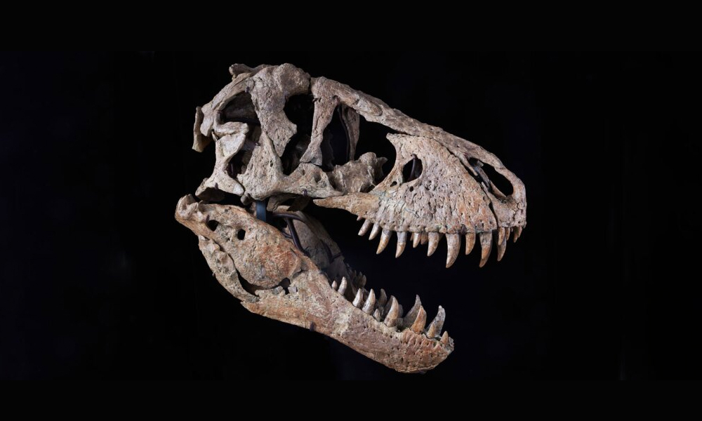 This Rare T-Rex Skull Named Maximus Could Be Yours for $20 Million