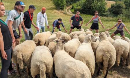 Herding Sheep in the Netherlands- Photo courtesy of Competitours