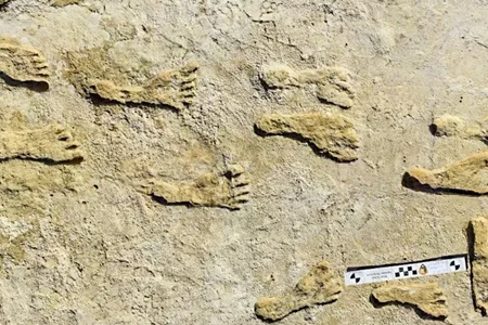 Fossil-Foot