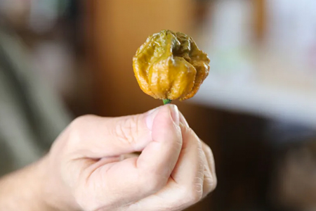 Guinness World Records Declares Pepper X as World’s New Hottest Chili Pepper