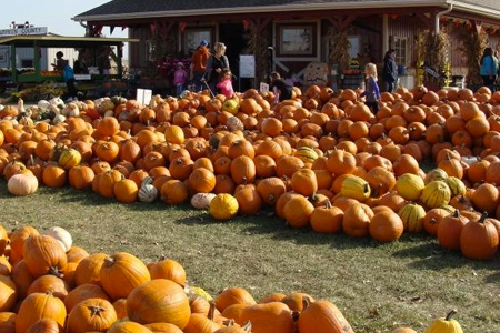 Microsoft Just Paid $76 million for a Wisconsin Pumpkin Farm