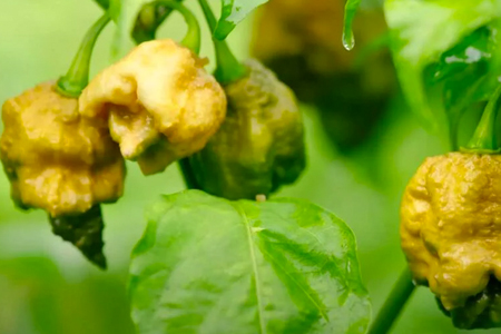 The 7 Hottest Peppers In The World, From Pepper X To Naga Viper