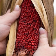Farm Bourbon: How Rare Corn Varieties Headline Jeptha Creed’s Grain-to-Glass Spirits