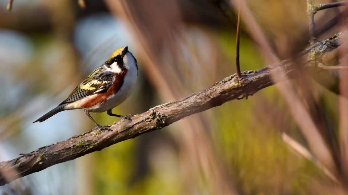 Destination Birding: 8 of the Best Places, Festivals, and Ways to Get Into the Hobby