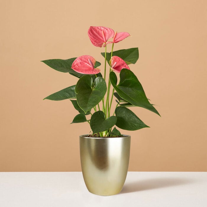 the-sill-pink-anthurium