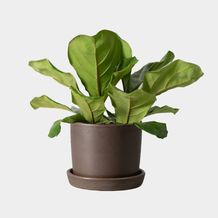 the-sill-fiddle-leaf-fig