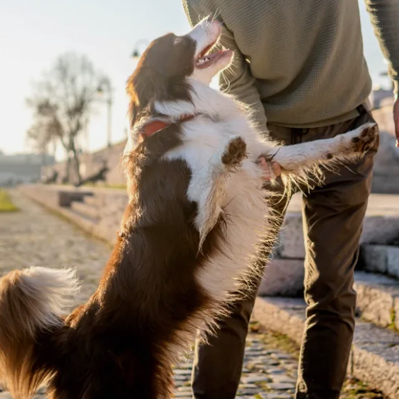 Study Proves Man's Best Friend Can Detect Stress Levels in Humans