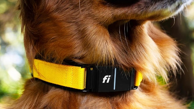 Fi Series 3 Dog Collar