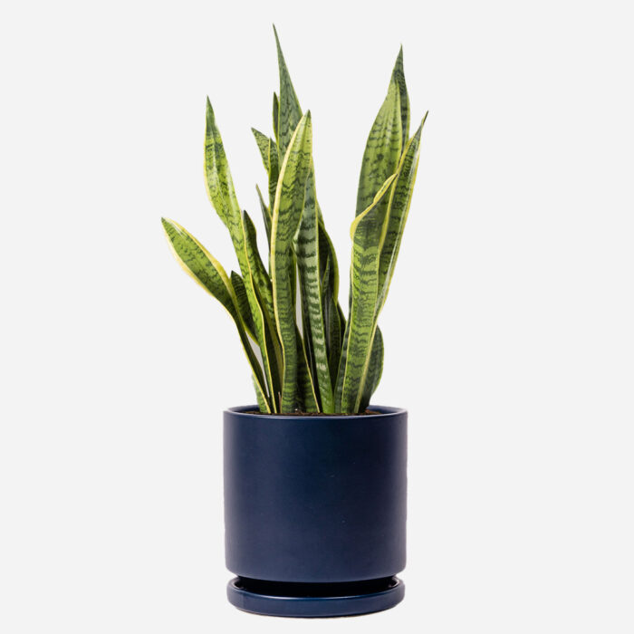 the-sill-snake-plant